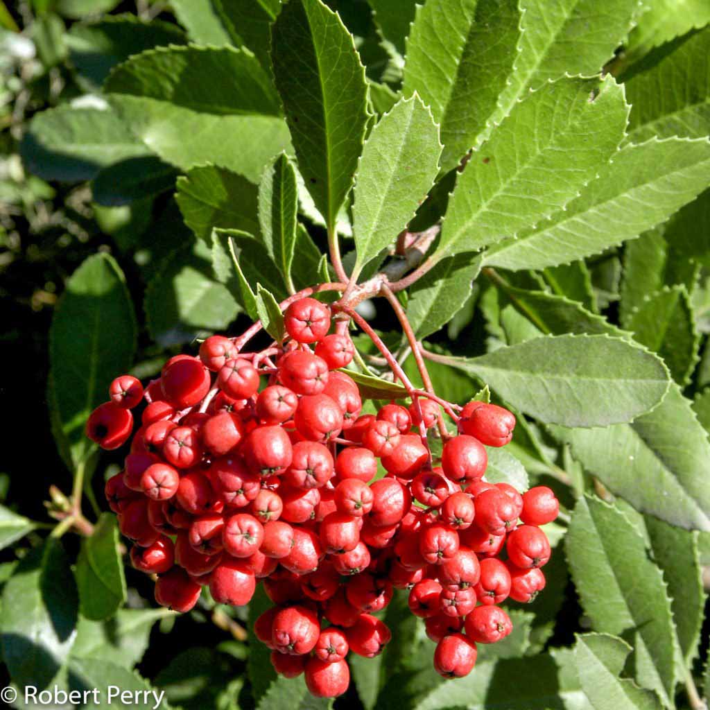 <p>Toyon</p>