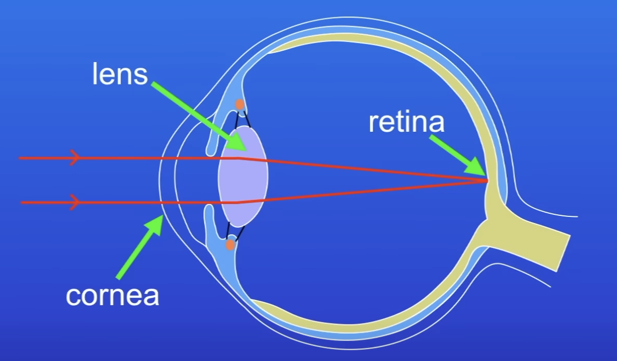 <ul><li><p>Cornea: fixed focus</p></li><li><p>Lens: allows us to focus on near and distant objects (shape of lens can change)</p></li></ul>