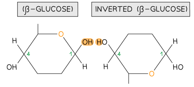 <p>main component of plant cell walls - chains form microfibrils which are layered to form a network</p><p>has beta 1-4 glycosidic bonds</p><p>unbranched chains</p><p>most abundant organic polymer</p>