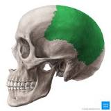 <p>On each side of the top of skull</p>