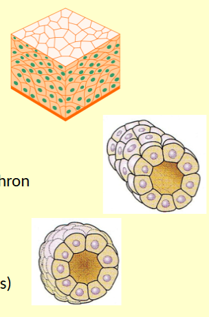 <ol><li><p>Sheets or layers e.g. skin</p></li><li><p>Tubules e.g. kidney nephron</p></li><li><p>follicles (hollow globes) e.g. sweat glands</p></li></ol><p></p>