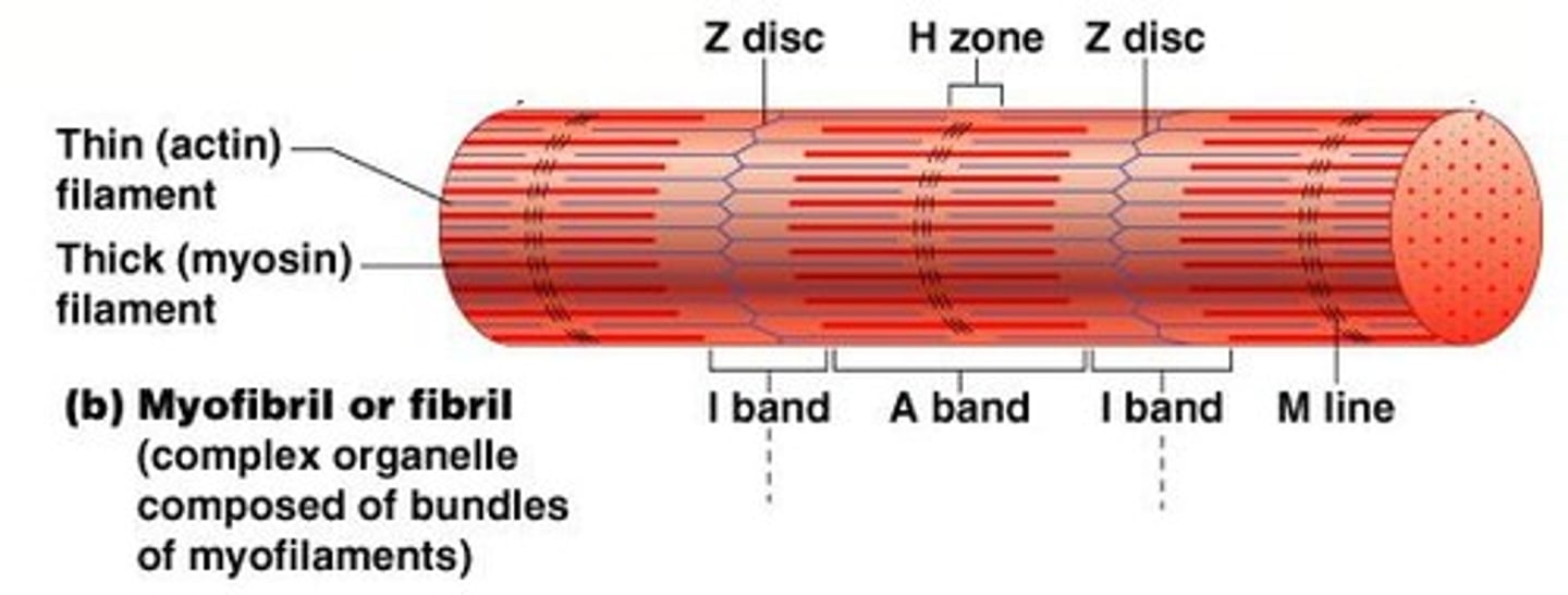 <p>Bundles of myofilaments that are aligned to give distinct bands.</p>