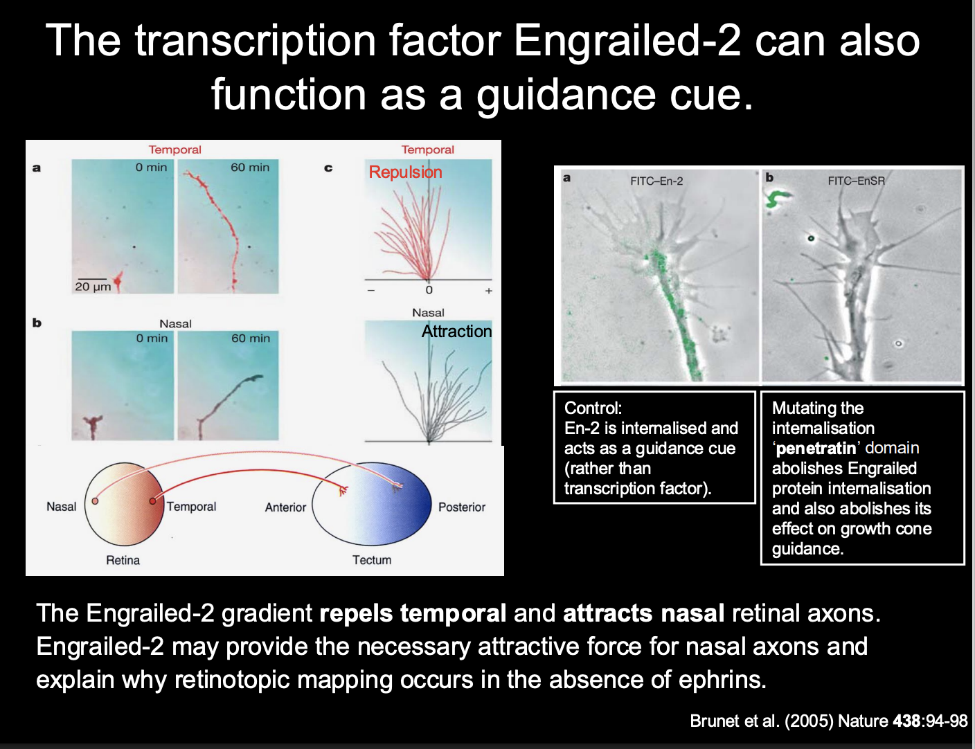<ul><li><p>how there is still mapping in the <strong>absence of ephrins</strong></p></li><li><p>its attractive mechanisms may aid the precision needed</p><ul><li><p>(which sn’t really provided by just repulsive mechanisms)</p></li></ul></li></ul><p></p>