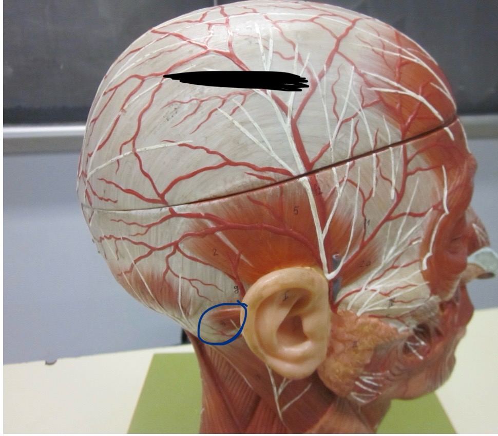 <p>Which muscle</p>