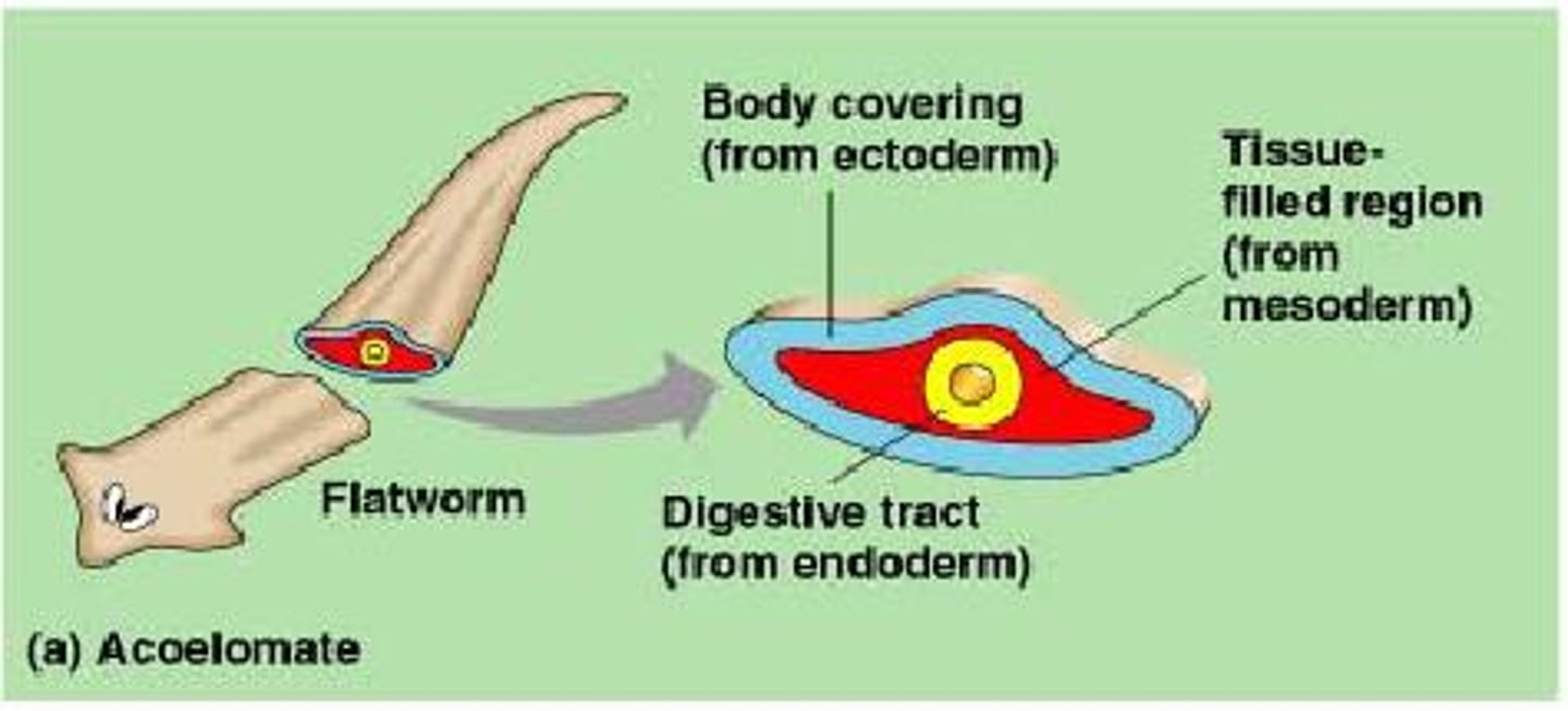 <p>Flatworm body cavity?</p>