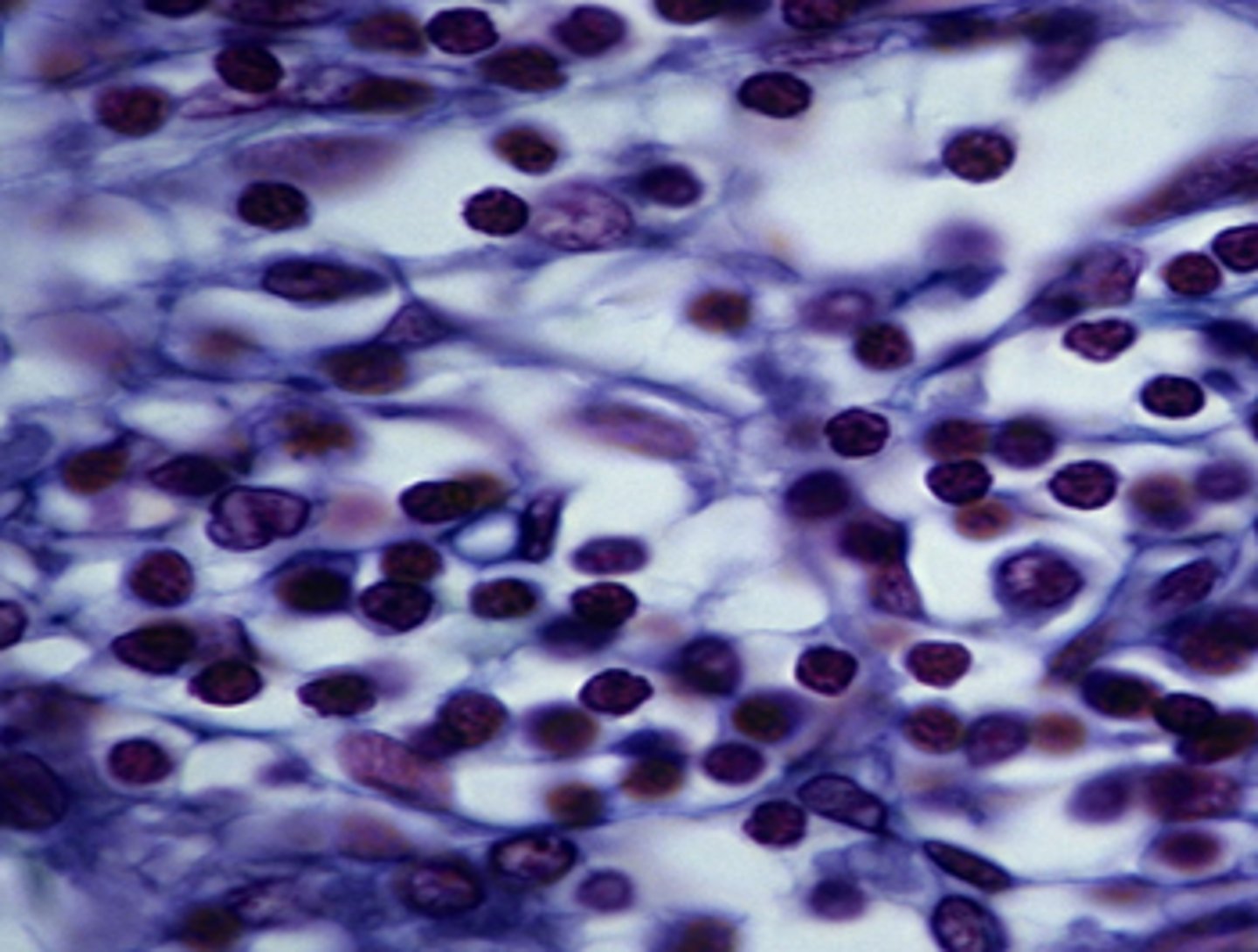 <p>name the tissue</p>