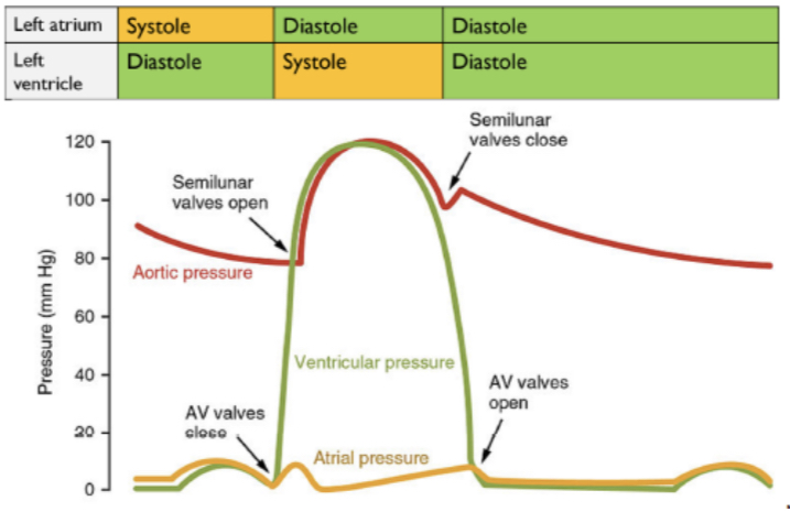 Consists of diastole, atrial systole and ventricular systole
