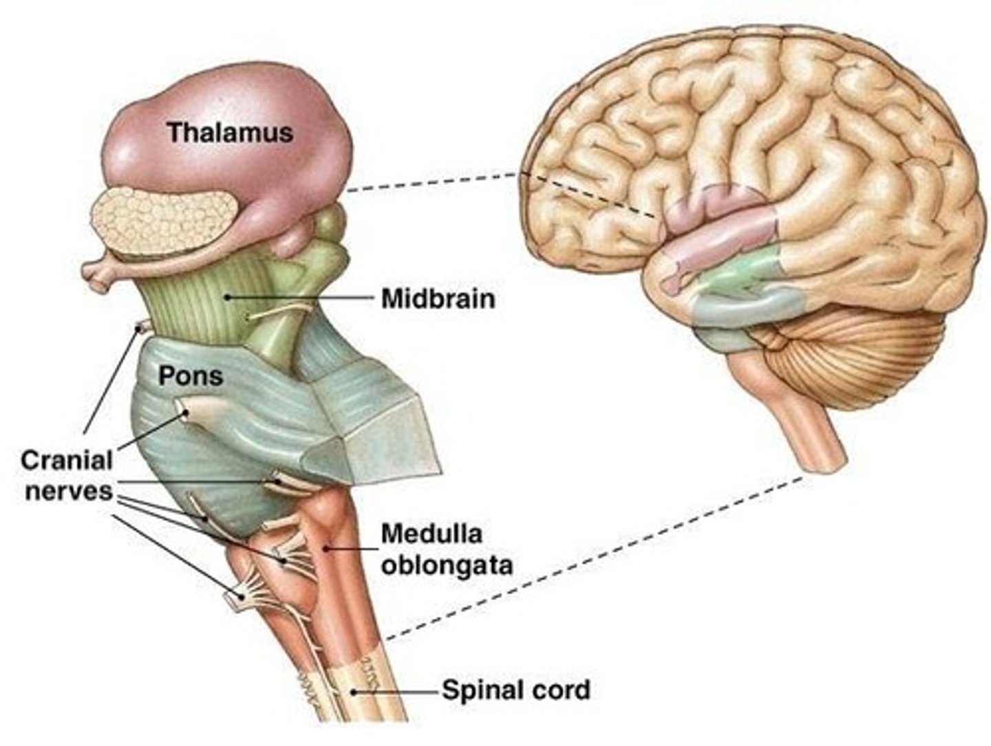 <p>The oldest and most primitive part of the brain, responsible for basic life-sustaining functions such as breathing, heart rate, and sleep-wake cycles.</p><p>It serves as a pathway for neural signals</p><p>traveling between the brain and the</p><p>rest of the body, connecting the</p><p>cerebral cortex to the spinal cord</p>