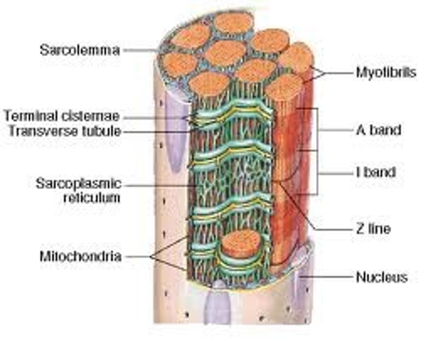 <p>transmit muscle impulses into the cell interior.</p>