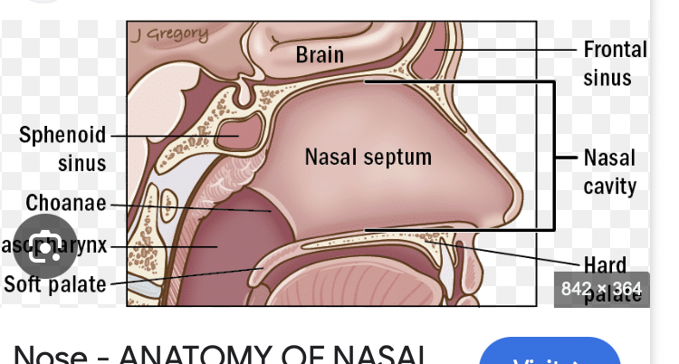 <p>nasal septum</p>