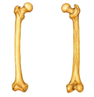 <p><span>Is the indicated bone from the right of left side of the body?</span></p>