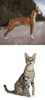 <p>Animal Description: Thin, skinny</p>