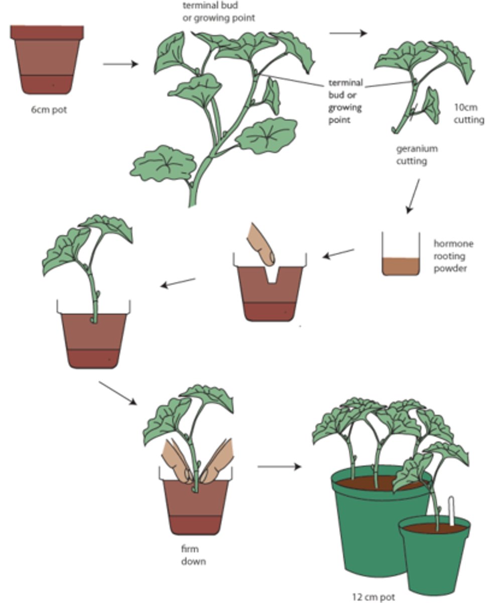 <p>A piece of a plant that is removed and dipped in rooting powder to produce a genetically identical plant clone</p>