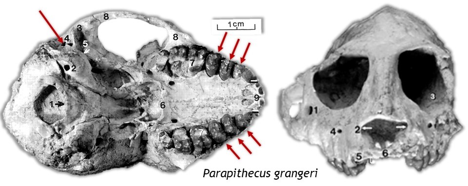 <ul><li><p>2.1.3.3 dental formula (3 premolars)</p></li><li><p>Zygomatic-parietal cranial bone contact</p></li><li><p>NO ear tubes</p></li></ul><p></p>