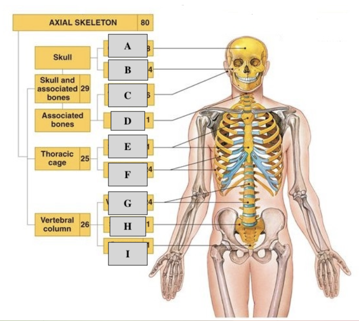 <p>A</p>