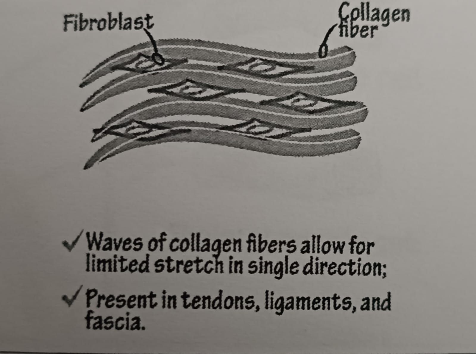 <p>Connect muscle to bones and bones to bones.</p><ul><li><p>located in the tendons, around muscles and under the skin</p></li></ul>