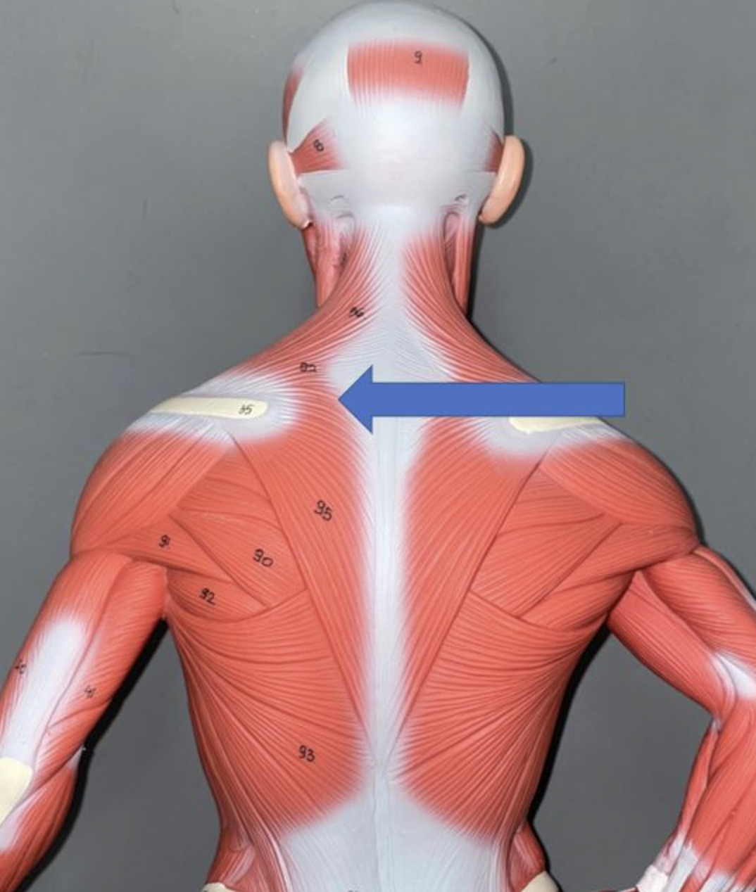 <p>muscle name & action</p>