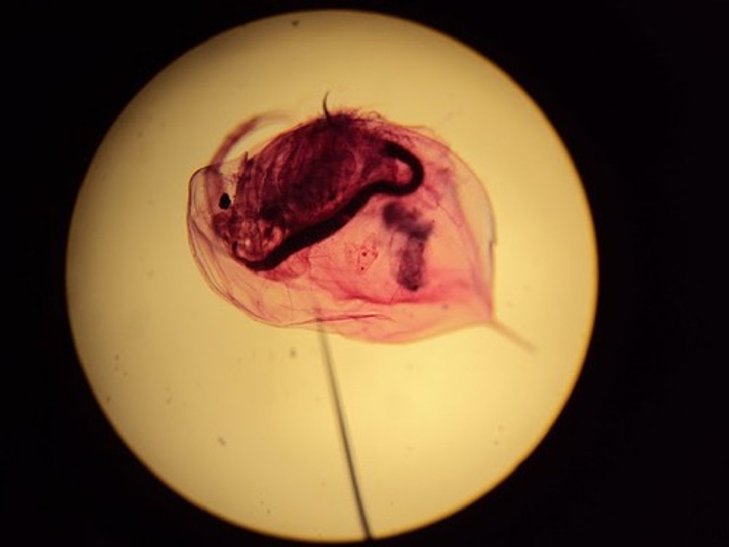 <p>name/phylum/class</p>
