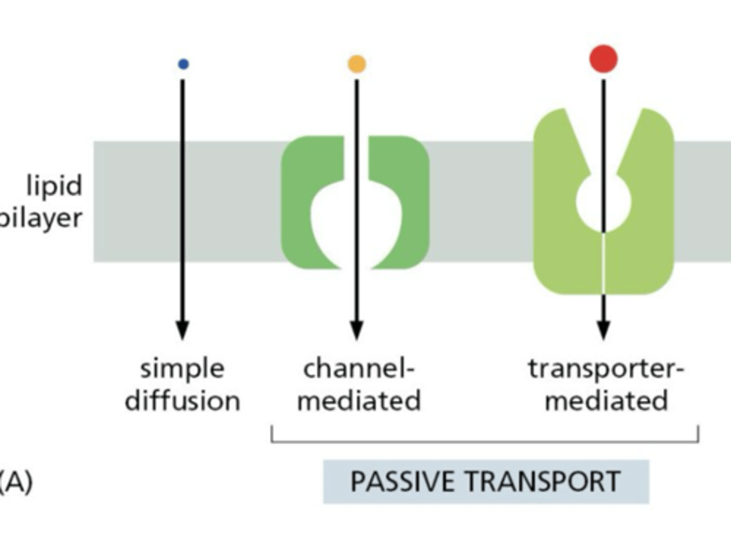 <p>spontaneous, down concentration gradient (via diffusion, channels, passive transporters)</p>