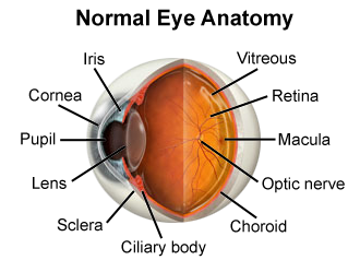 <p><span style="font-family: &quot;Encode Sans&quot;, sans-serif">The clear, dome-shaped outer layer of the eye that covers the iris and pupil</span></p><div data-youtube-video=""><iframe width="640" height="480" allowfullscreen="true" autoplay="false" disablekbcontrols="false" enableiframeapi="false" endtime="0" ivloadpolicy="0" loop="false" modestbranding="false" origin="" playlist="" src="https://www.youtube.com/embed/LpjbOhtcD0A?trel=0" start="0"></iframe></div><p></p>