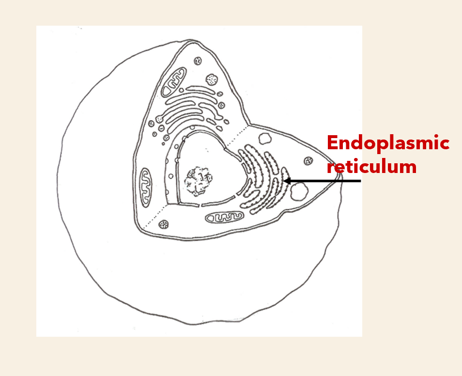 <p>Structure</p><ul><li><p>parrel membranes connecting cell with nuclear membrane</p></li></ul><p>function</p><ul><li><p>surface for chemical reactions</p></li><li><p>store transport materials</p><p></p></li></ul><p>(smooth )sER =ribosomes attached</p><p>(Rough) rER = no ribosomes</p>