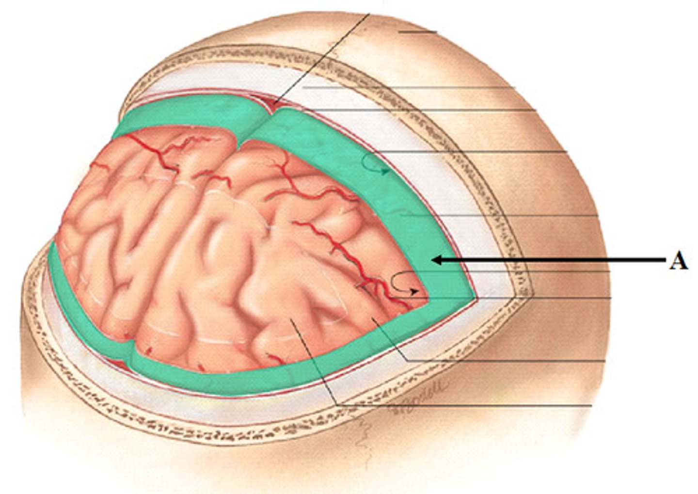 <p>weblike middle layer of the three meninges</p>