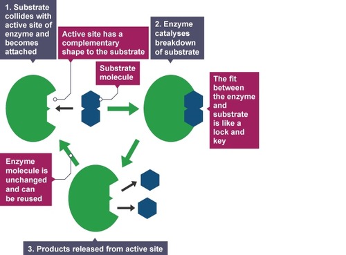 ~ Because only one complementary substrate will fit into the active site. 
~ Each enzyme has a different tertiary structure which is determined by primary structure so has a different shaped active site
~ If substrate does not match the shape a enzyme substrate complex will not form