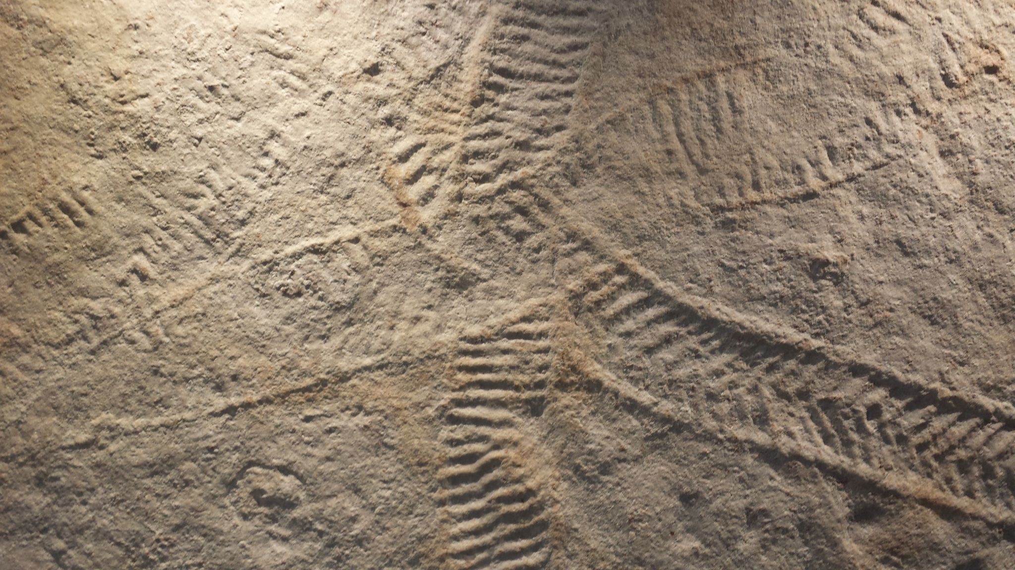 <p>Fossil remnant showing the behavior of an organism</p><ul><li><p>footprint, burrow, trail, or other “trace” of an organism</p></li></ul><p>nearly all fossils are preserved within sedimentary rocks</p>