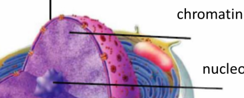 <p>Chromatin and chromosomes</p>