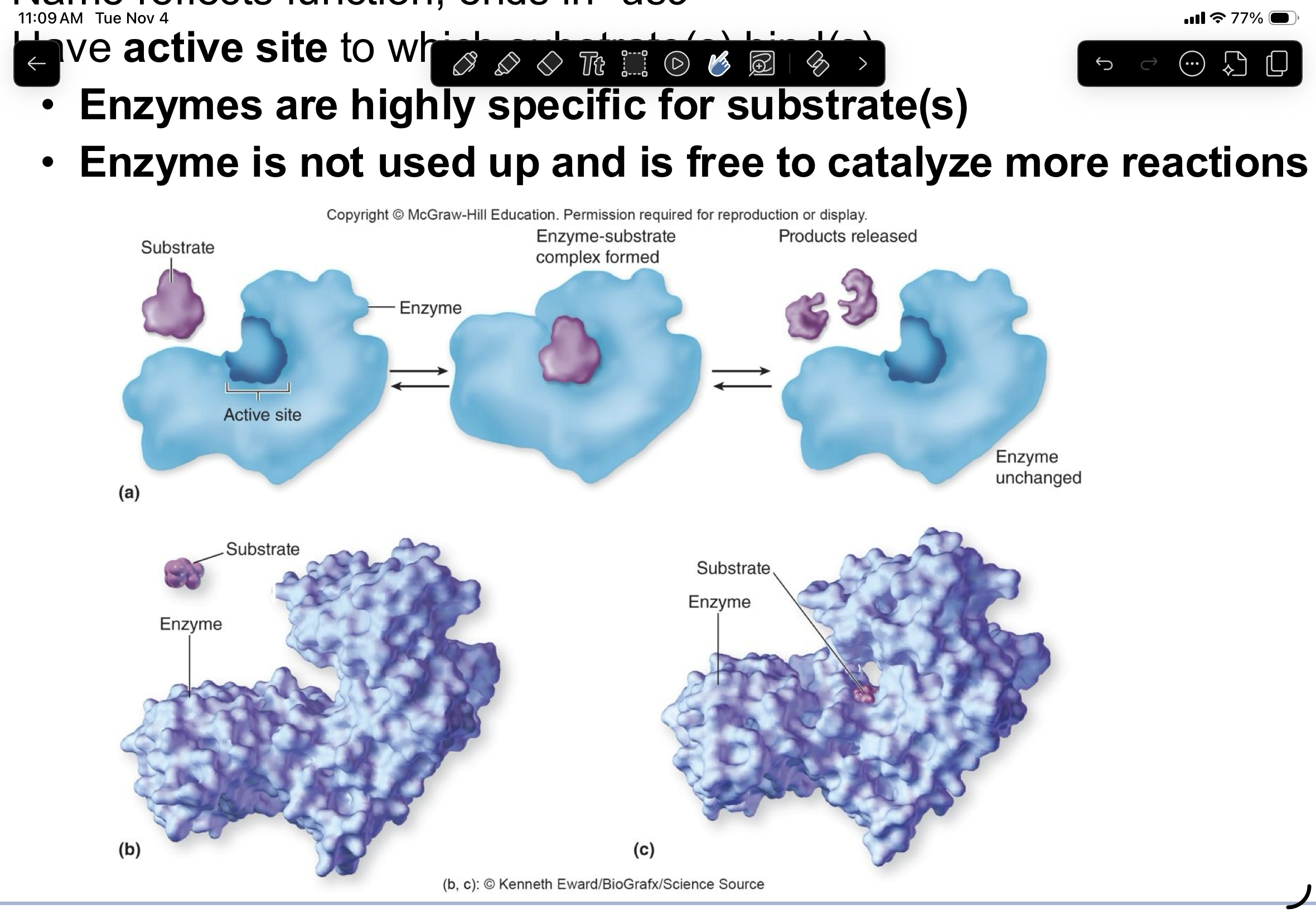 <ul><li><p>all enzymes are proteins, but not all proteins are enzymes</p></li><li><p>are biochemical catalysts</p></li><li><p>name ends in -ase </p></li><li><p>have active sites to which substrates bind </p></li></ul><p></p>