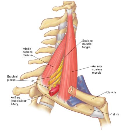 <p>passess laterally between scalene muscles</p>