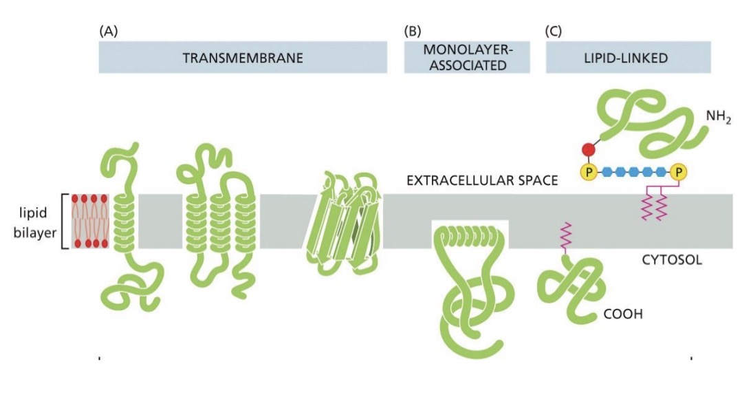 <p>Proteins directly attached to lipid bilayer</p><ul><li><p>inserted into bilayer</p></li><li><p><span style="color: yellow;">covalently attached to lipid</span> inserted into bilayer</p></li></ul><p>Extraction methods use detergents to <u>denature bilayer</u></p><p></p>