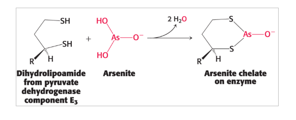 <p>inhibition of pyruvate dehydrogenase complex</p>