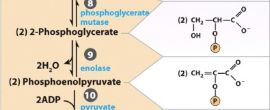 <ul><li><p>forms an enol by removing a water</p></li><li><p>generate high energy PEP to form a good phosphate donor</p></li><li><p>reversible</p></li></ul><p></p>