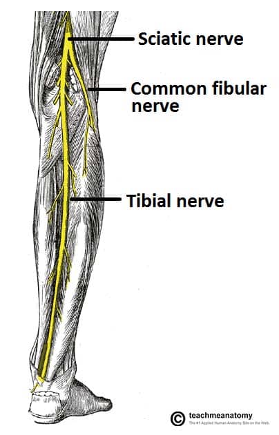 <ul><li><p>Superficial Fibular Nerve</p></li><li><p>Deep fibular nerve</p></li></ul><p></p>