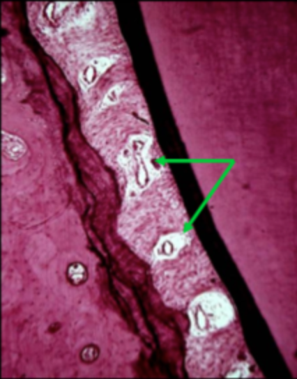 <ul><li><p>Found <strong>in between groups of fibers</strong></p></li><li><p>Contain network of <strong>blood vessels, nerves, &amp; lymphatics &amp; loose CT cells</strong></p><ul><li><p><u>Interstitial indefinite tissue</u></p></li></ul></li><li><p>Maintain the <strong>vitality of PDL</strong></p></li><li><p>Also contains network of finer fibers interlaced and <strong>support the dense collagen bundles</strong></p></li></ul><p></p>