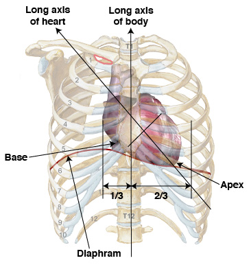 <p>What is the Parasternal Long Axis View (PSLA)?</p>