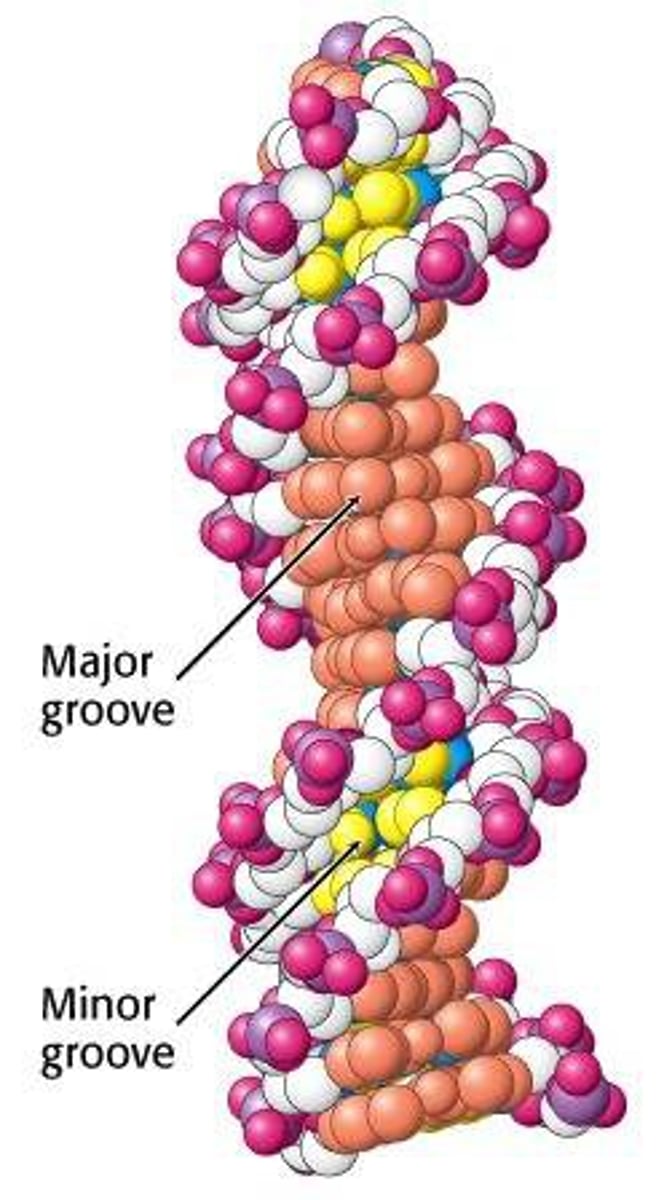 <p>1. Major Groove</p><p>2. Minor Groove</p>