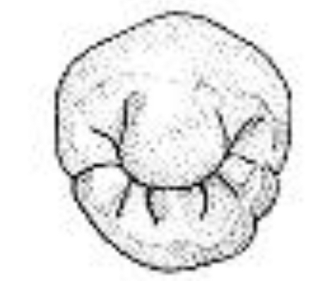 <p>Name the tooth and hi-lighted portions</p>