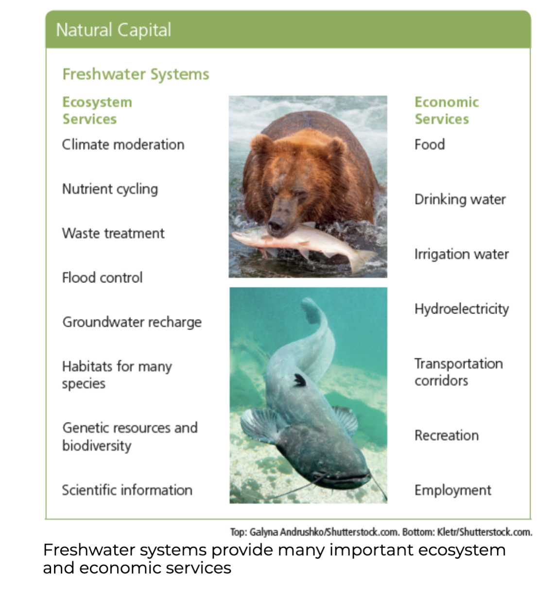 <p>&nbsp;</p><p><span><strong>Freshwater</strong></span></p>