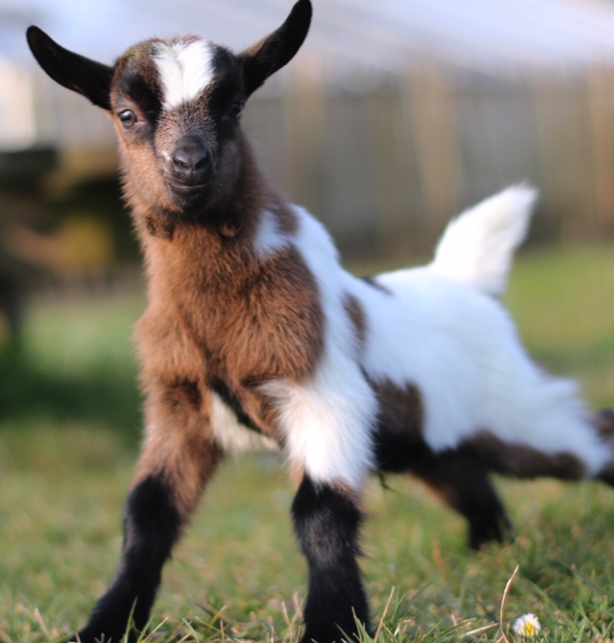 <p><span><span>• Bruin met zwarte onderpoten, aalstreep en buik is de meest voorkomende kleur</span></span></p>