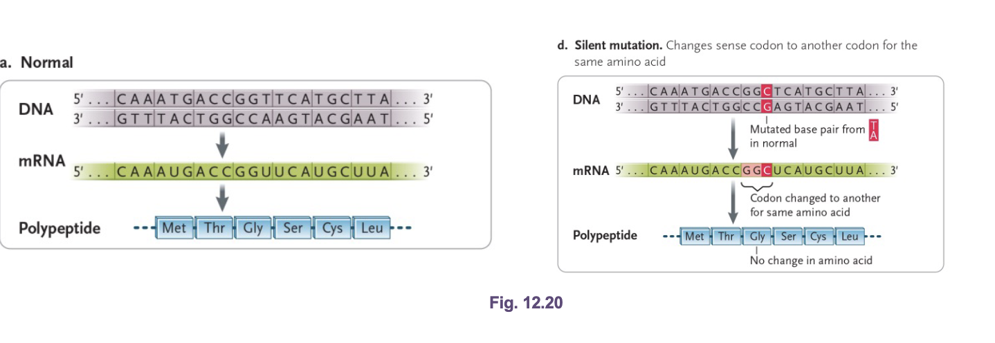 <p>Codon change does NOT change the amino acid due to degeneracy of the genetic code </p>