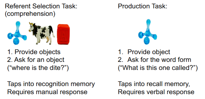 <ul><li><p>referent selection task (comprehension, recognition memory, manual response)</p><ul><li><p>provide multiple objects and then ask for one specific object</p></li></ul></li><li><p>production task (recall memory, verbal response)</p><ul><li><p>provide an object and ask for the word form (i.e. name)</p></li></ul></li></ul><p></p>