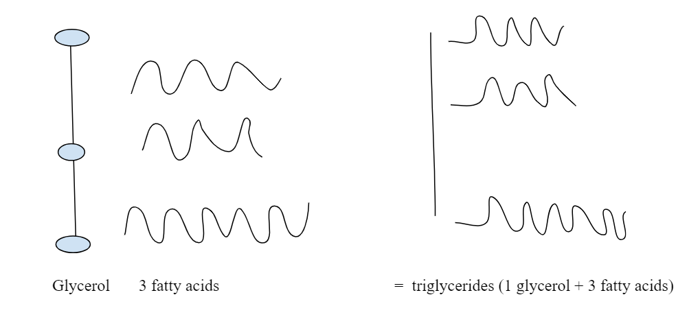 <p>Triglycerides</p>