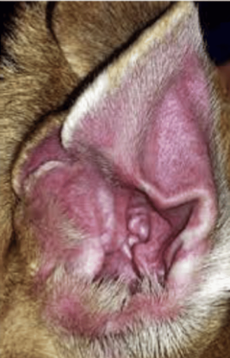 <p>this otitis was caused by what species of bacteria?</p>