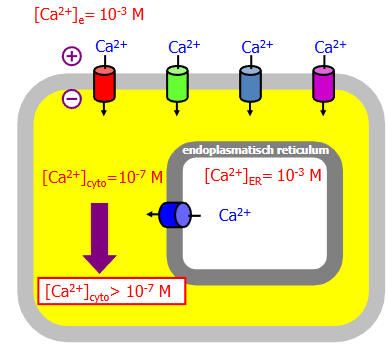 <ul><li><p>Spanningsafhankelijk (bij depolarisatie)</p></li><li><p>Ligand gestuurd (activeren bij binding ligand)</p></li><li><p>Receptor-geactiveerd (geschakeld door DAG → bv TRPC)</p></li><li><p>Mechano-gevoelig (wanneer membraan vervormt)</p></li></ul><p></p>