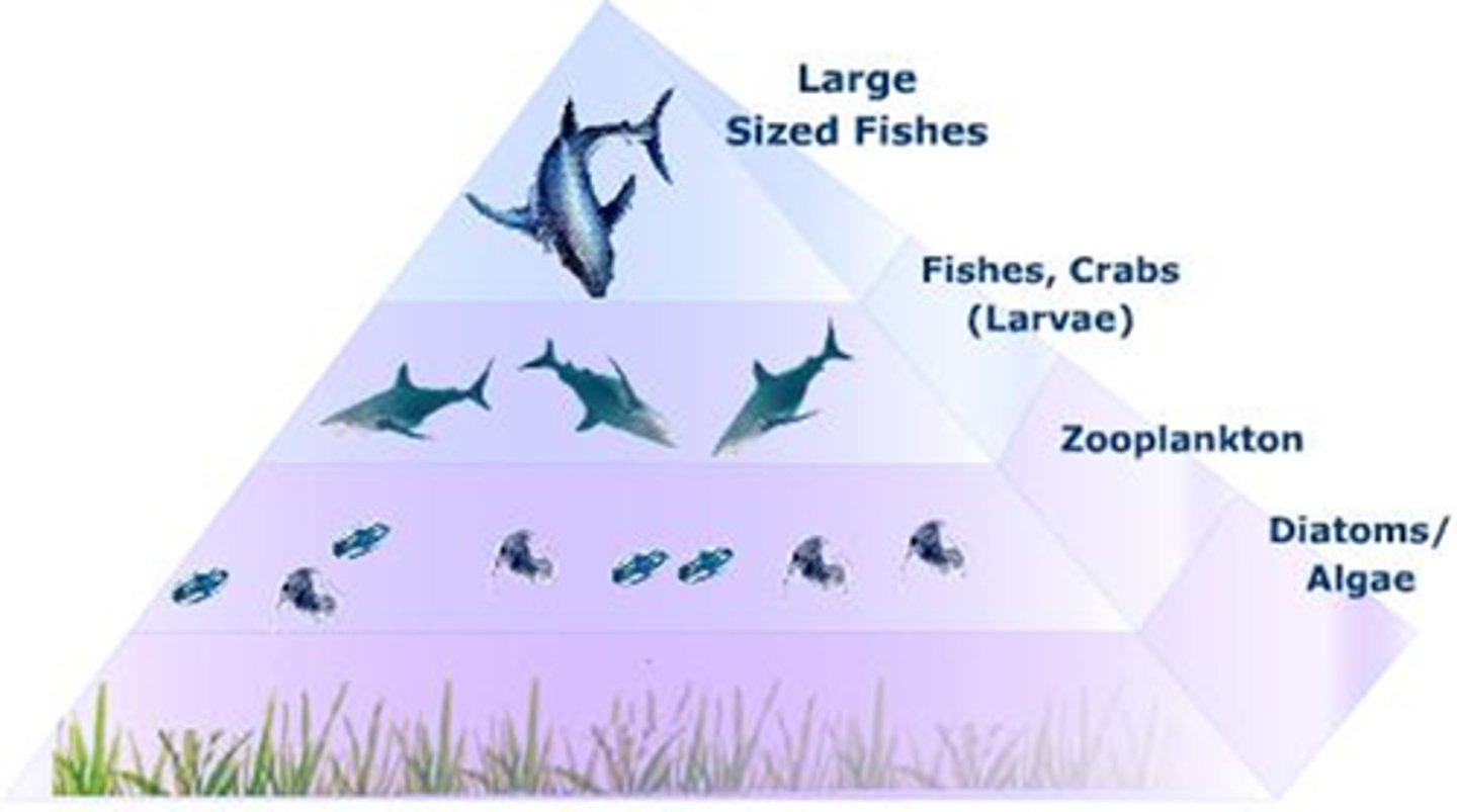 <p>shows the number of organisms at each stage of the food chain</p>