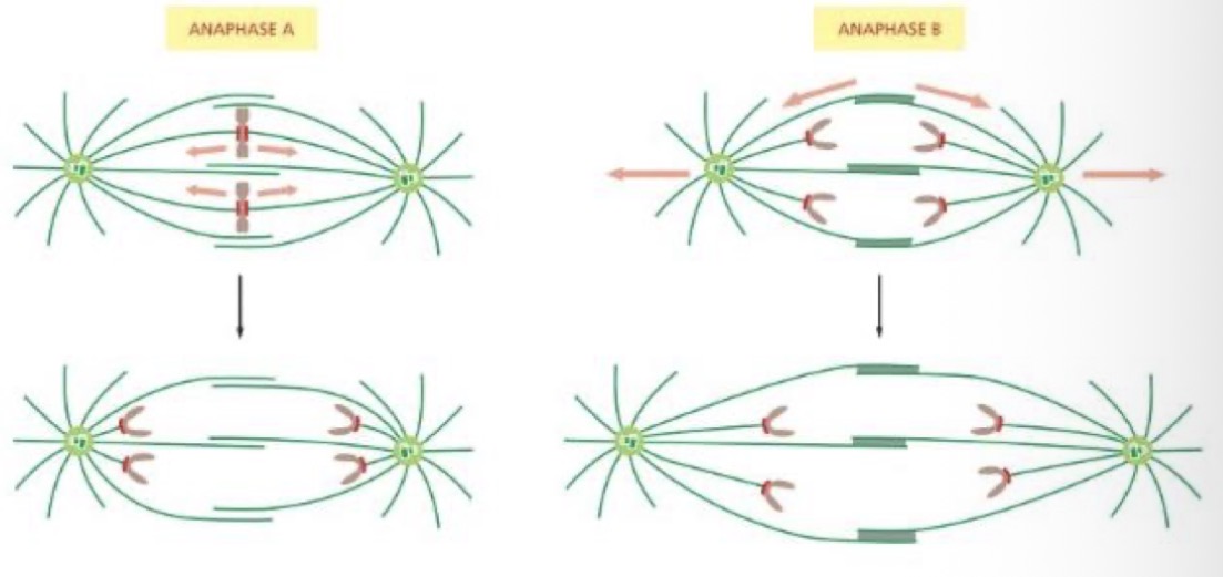 <p>Anaphase A = chromosomes move towards the centrosome</p><p>Anaphase B = spindles move further from eachother</p>