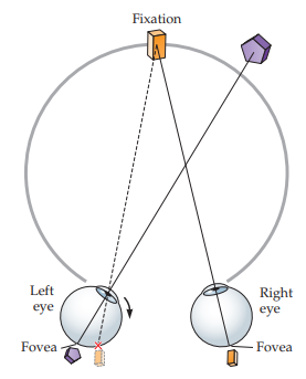 <p>strabismus in which one eye deviates inward</p>