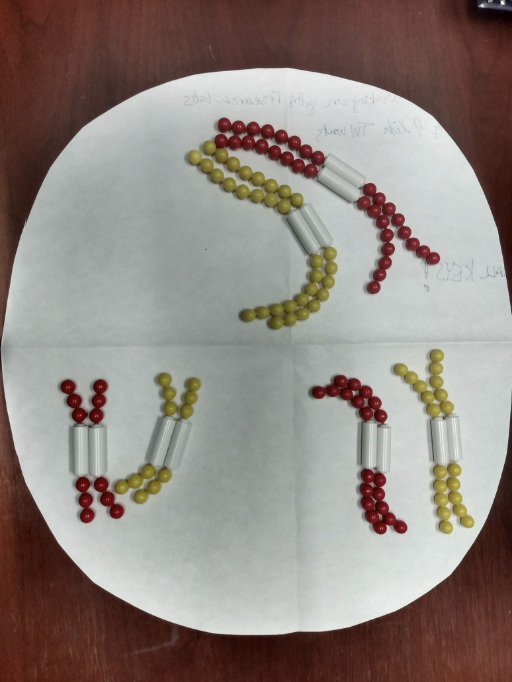 <p>What phase of meiosis is this image?</p>